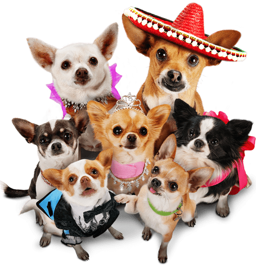 chihuahuas en grupo