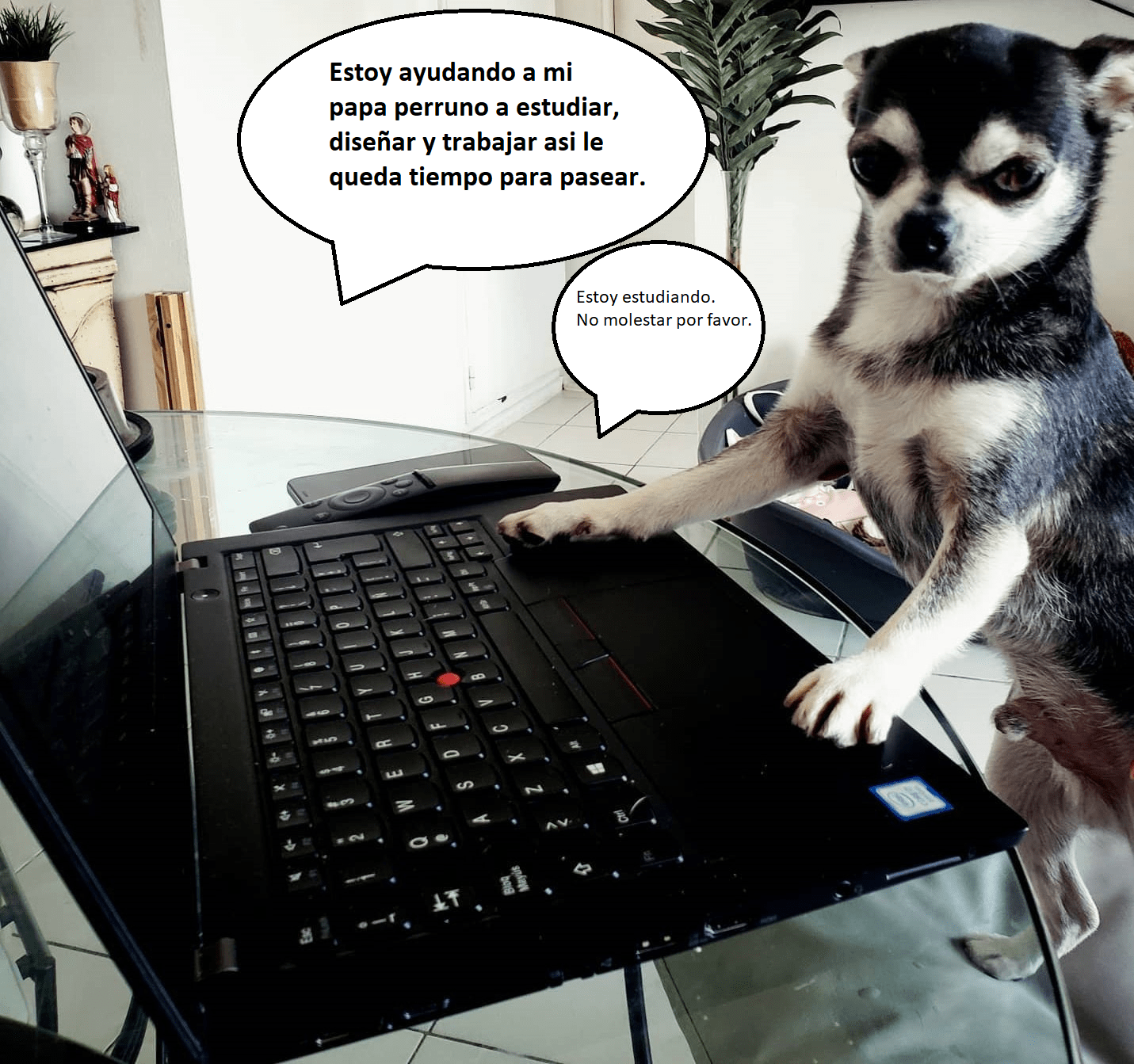 Noah estudiando con la computadora