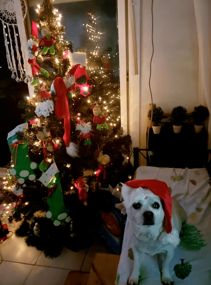 Amir con gorrito de navidad
