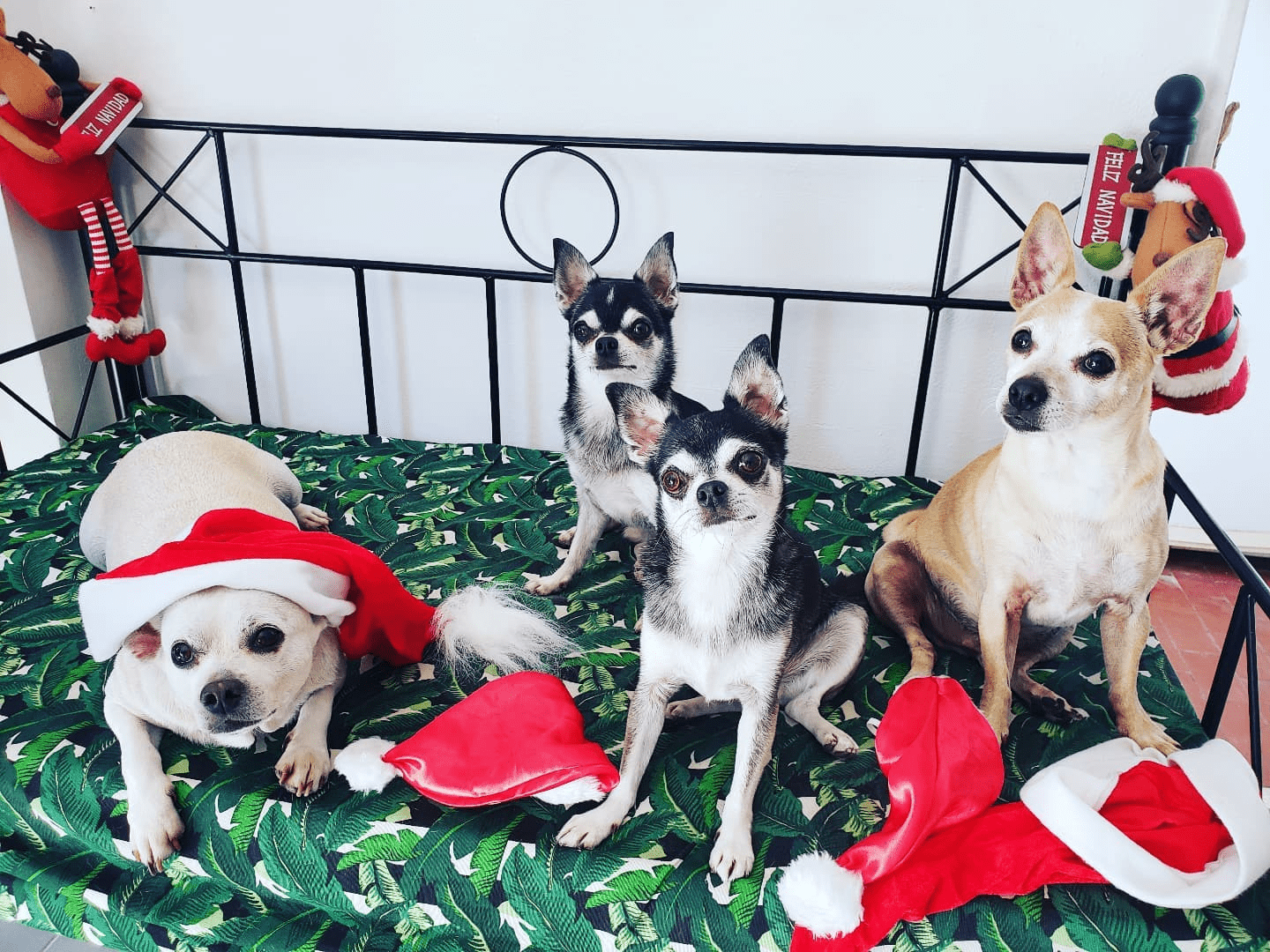 Foto de navidad en familia