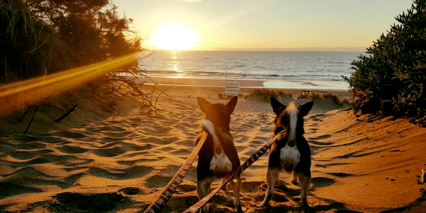 Perritos en la playa