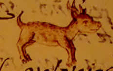 Ancestro de los chihuahuas